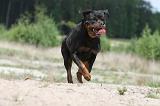 ROTTWEILER 285